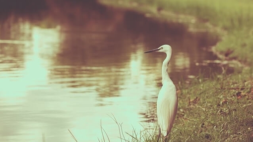 WWT Slimbridge