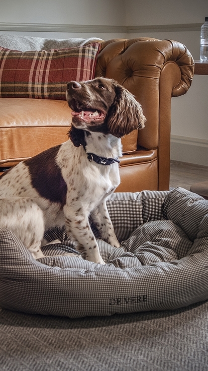 Dog in bed at De Vere Beaumont Estate