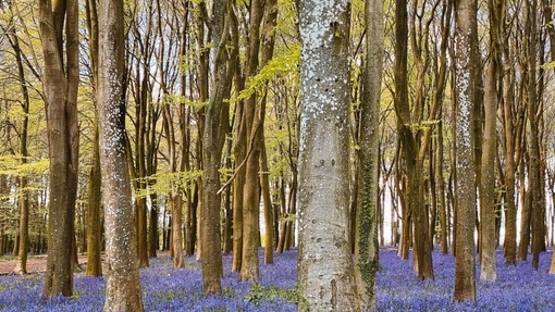 Badbury Hill