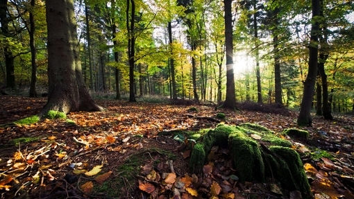 Wendover woods