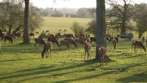 Long walk and deer park